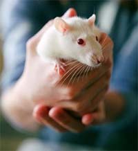 Rat Laboratoire