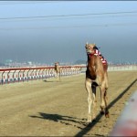 Robot Jockey - Course de Dromadaires #3